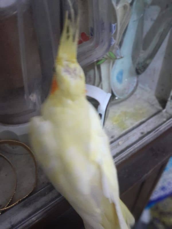 FEMALE COCKATIEL PARROT LOOKING FOR A NEW SHELTER 2