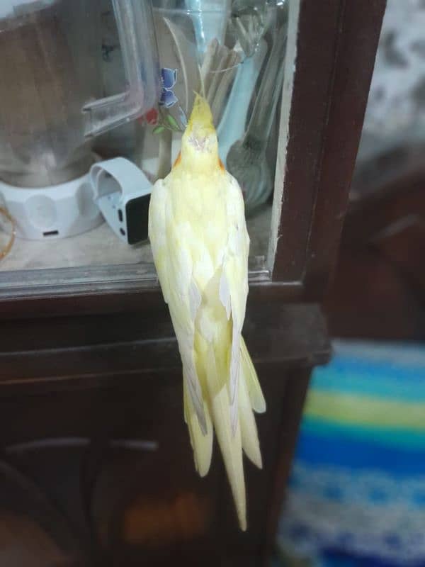 FEMALE COCKATIEL PARROT LOOKING FOR A NEW SHELTER 3