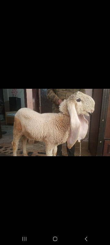 kajla | mundra | bakra | dumba | kajla chatra bacha for qurbani 2025 2