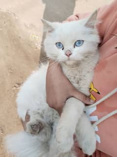 Persian cat, kitten for sale,Cat for sale