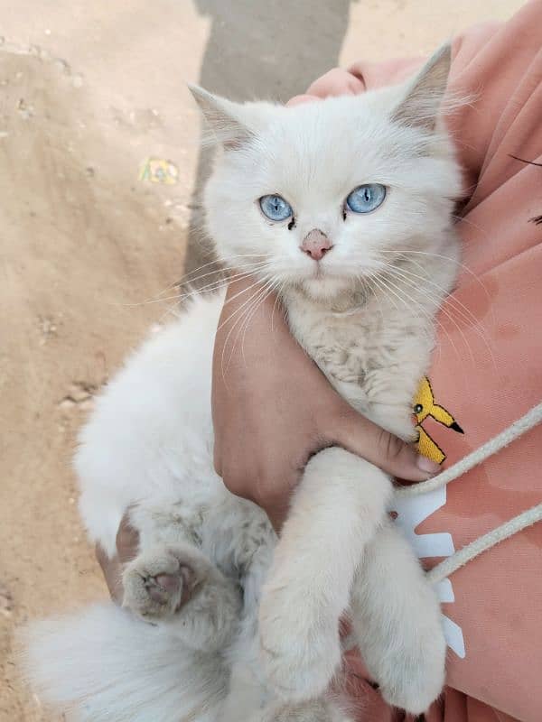 Persian cat, kitten for sale,Cat for sale 0