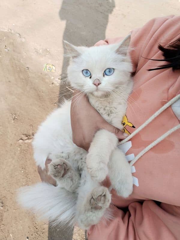 Persian cat, kitten for sale,Cat for sale 1