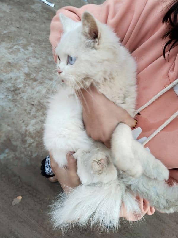 Persian cat, kitten for sale,Cat for sale 2