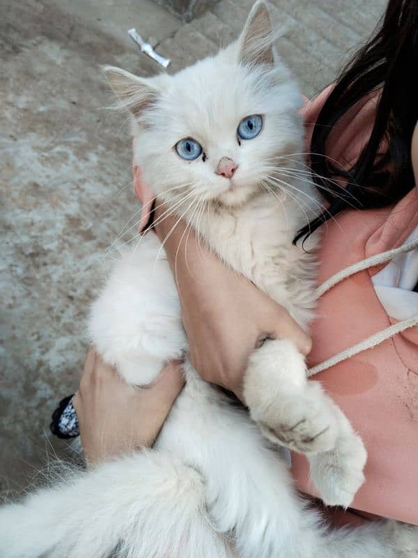 Persian cat, kitten for sale,Cat for sale 4