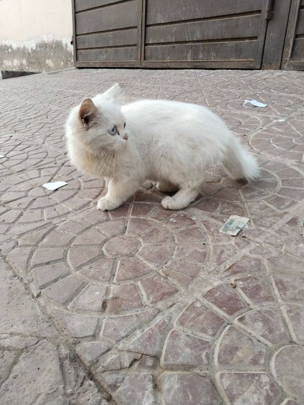 Persian cat, kitten for sale,Cat for sale 6