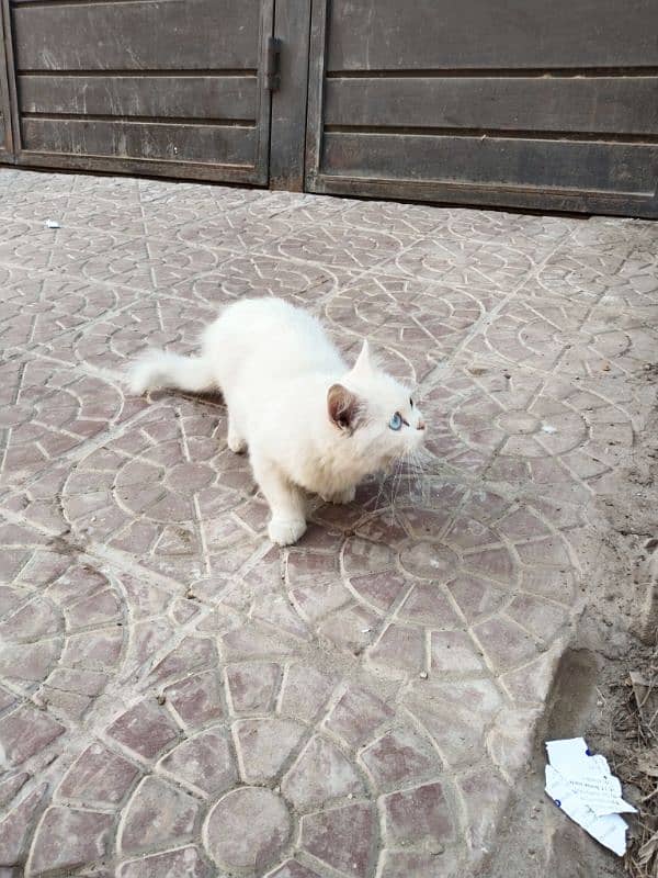 Persian cat, kitten for sale,Cat for sale 8