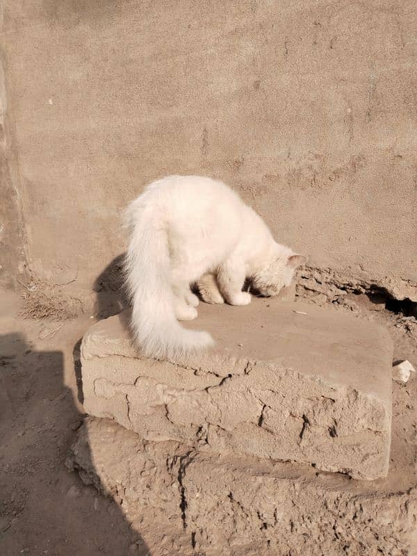 Persian cat, kitten for sale,Cat for sale 9