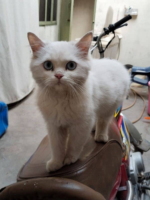 Persian cat, kitten for sale,Cat for sale 12