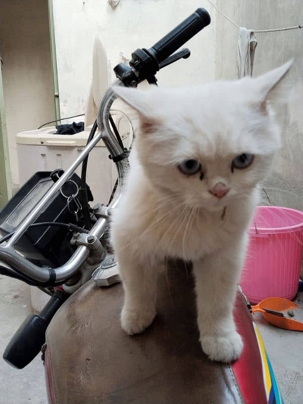 Persian cat, kitten for sale,Cat for sale 13