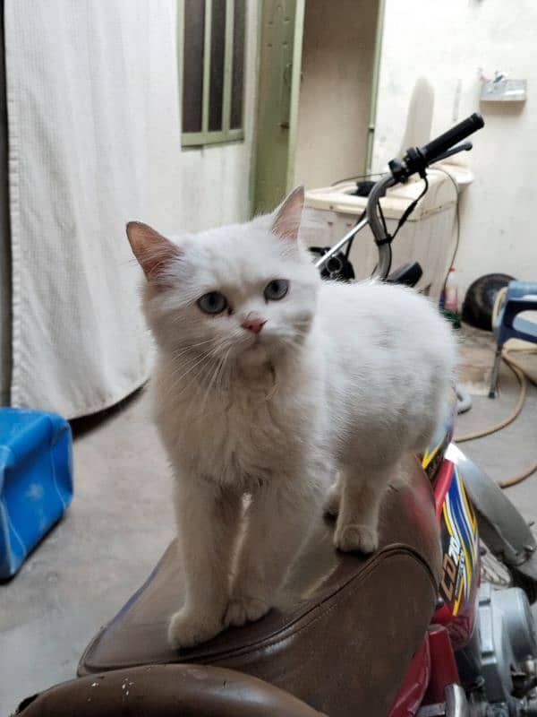 Persian cat, kitten for sale,Cat for sale 15