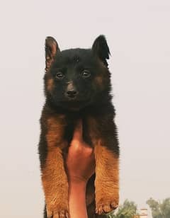 German Shepherd puppies for sale