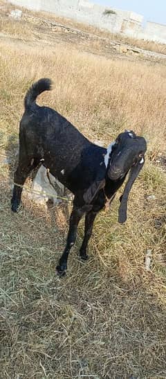 Female bakri (goat)