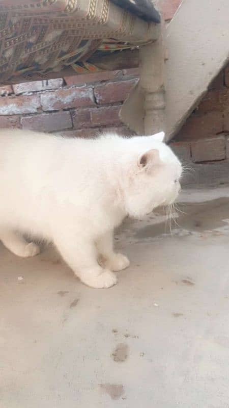 white male cat 2