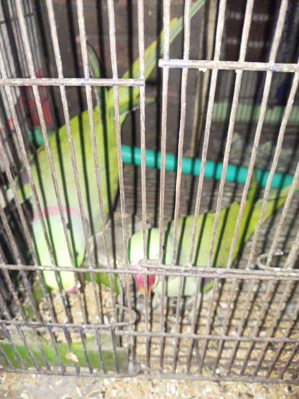 Raw parrots 0