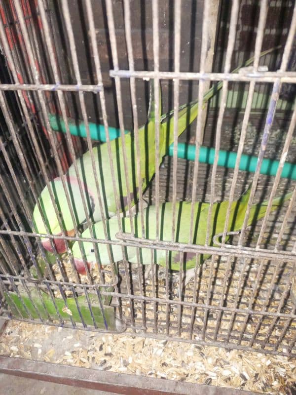 Raw parrots 2