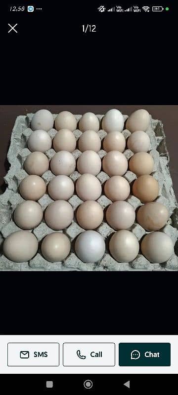 Desi eggs hens 0