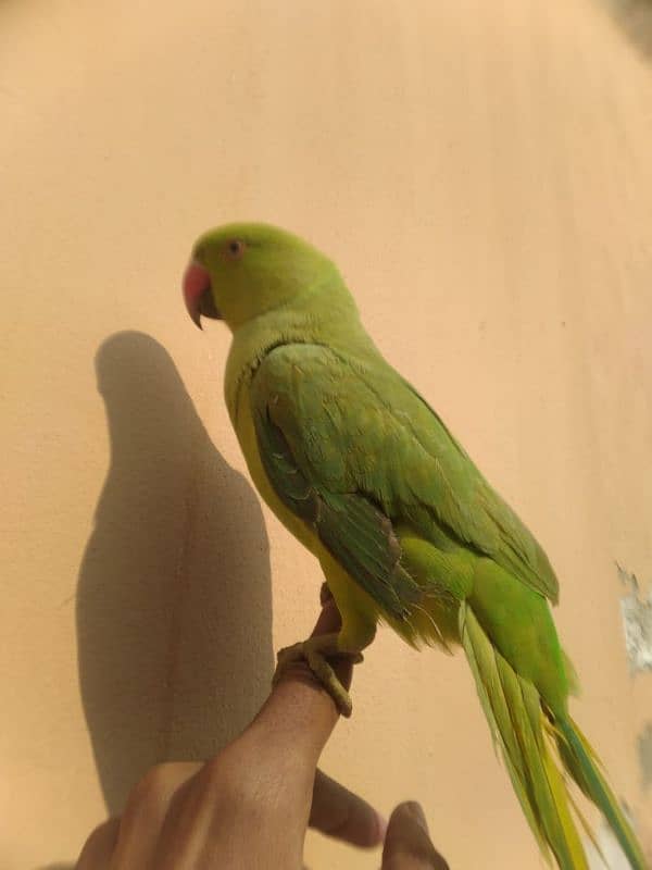 Hand Tamed parrot 0