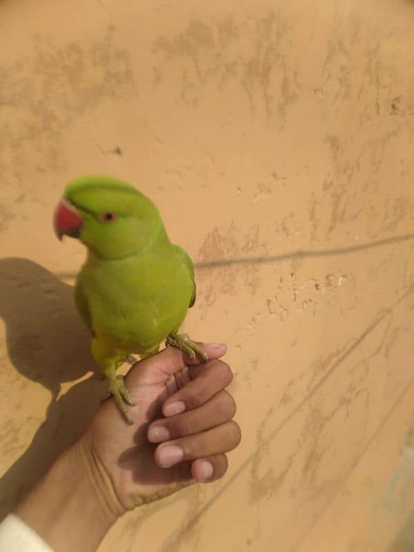 Hand Tamed parrot 1