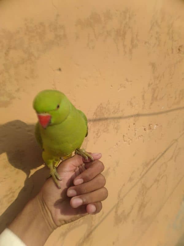 Hand Tamed parrot 2