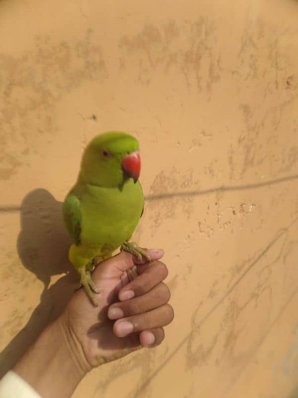 Hand Tamed parrot 3