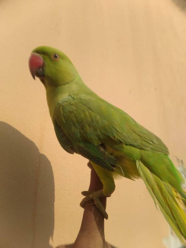 Hand Tamed parrot 4