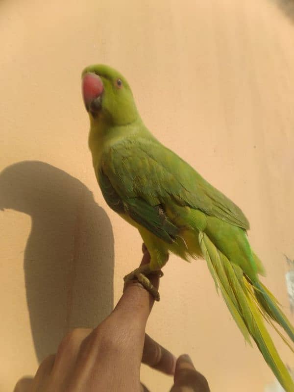 Hand Tamed parrot 5