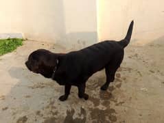 Labrador Dog For sale