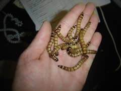 Mealworms