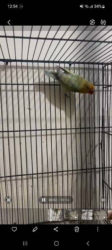 love birds setup for sale 2