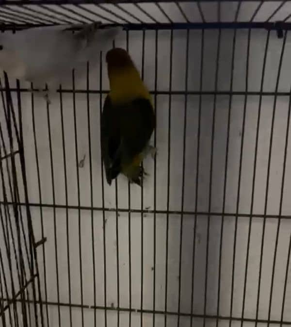 love birds setup for sale 3