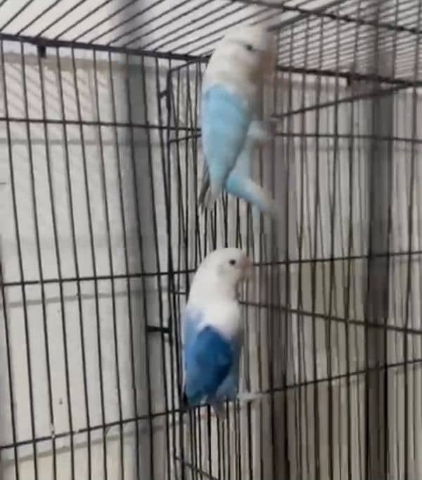 love birds setup for sale 4