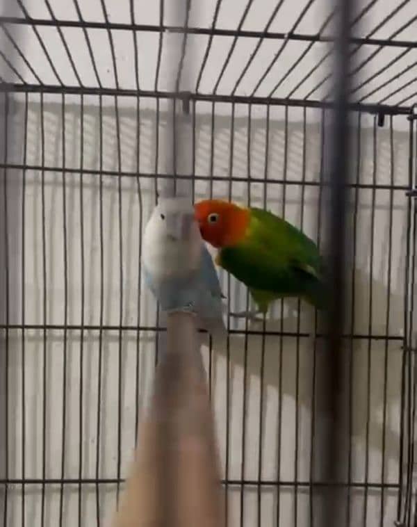 love birds setup for sale 5