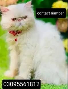 Persian cat  |  Persian male cat | triple coated| piki face | stud