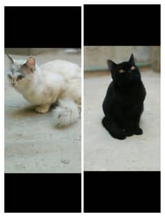 sweet and beautiful  cats. Age 1 year. contact no  03318386875