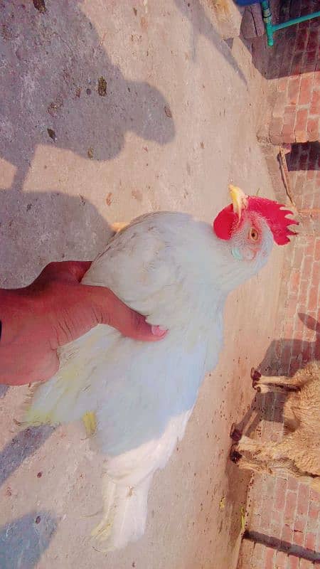 Aseel Chick And Desi Murga For sale What's app 03234590616 1