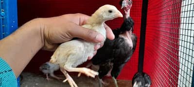 hen with chicks