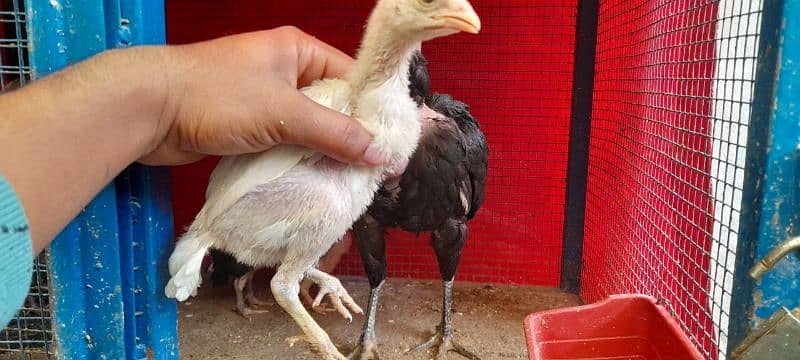 hen with chicks 1