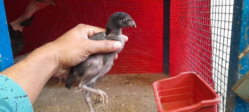 hen with chicks 2