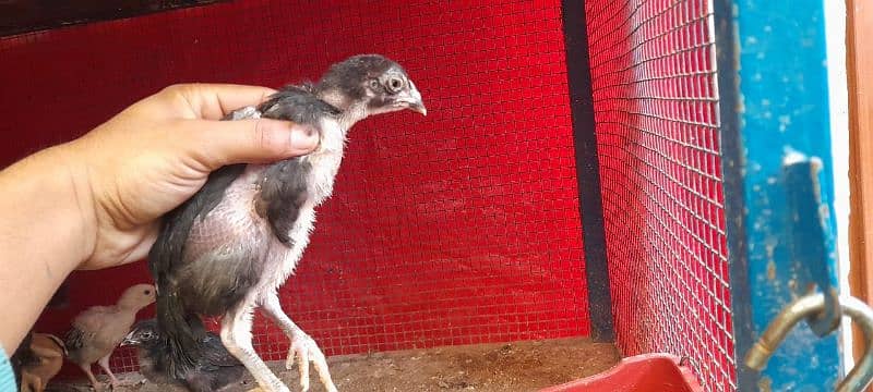 hen with chicks 3