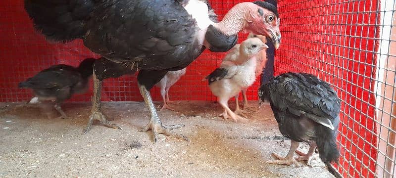 hen with chicks 4