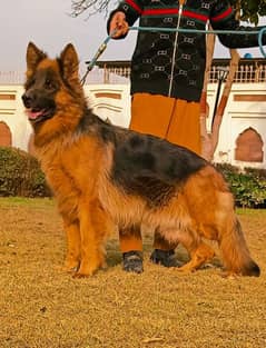 Pedigree German shepherd breeder female available for sale