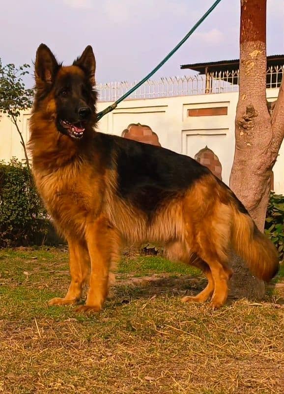 Pedigree German shepherd breeder female available for sale 1