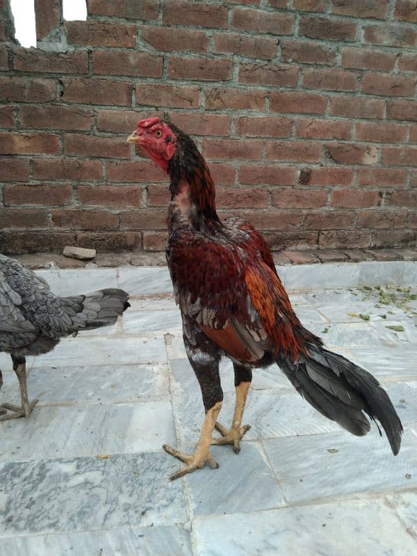 Pakistani or Thai croos 6