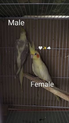 cocktail breeder pair