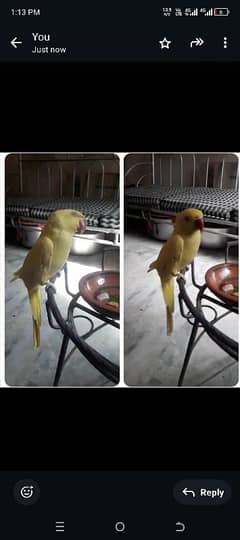 Yellow ringneck female 24 Months Age