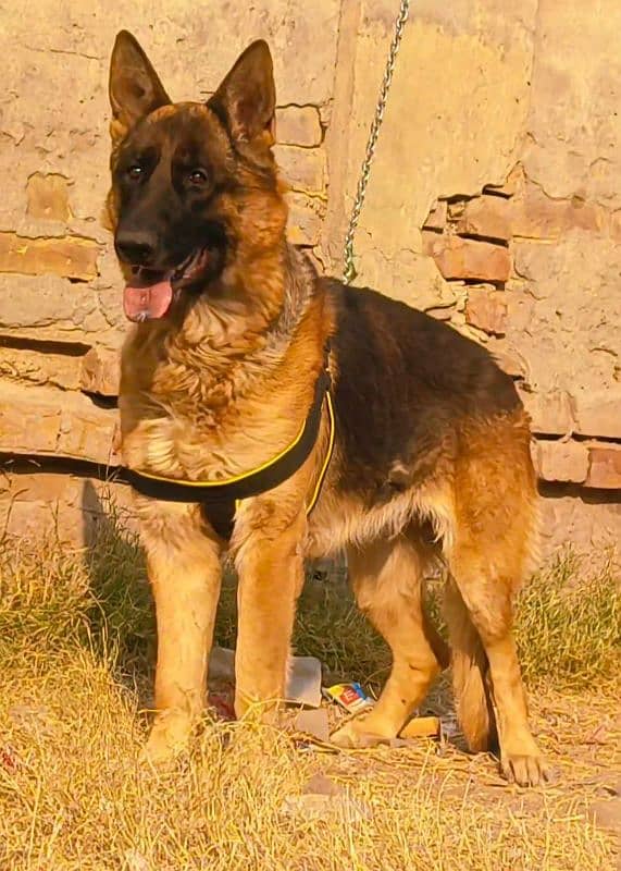 King German shepherd available for sale 0