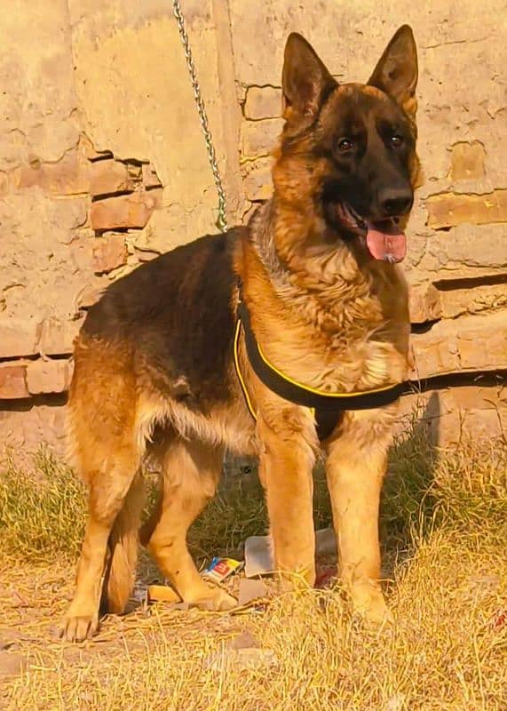 King German shepherd available for sale 1