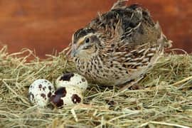 Jumbo Japanese Coturnix Quail Breeders | Batair Farming Farm Bater Egg