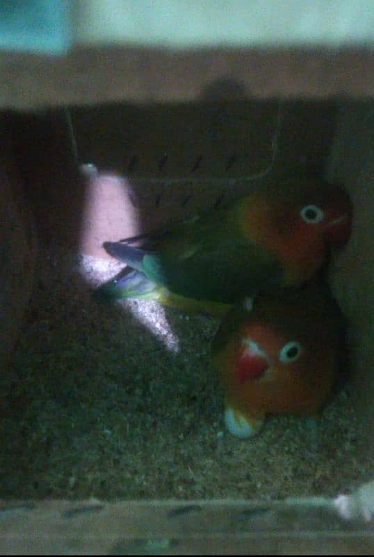 green fishesr split ino breeder  pair 0