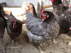 Blue Australorp Hens | Splash Australop Black Austrolop | Breeder Eggs